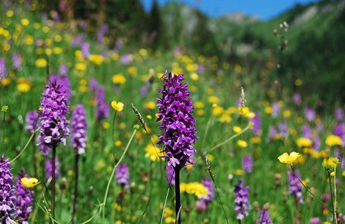 Alpenblumen Grossarltal